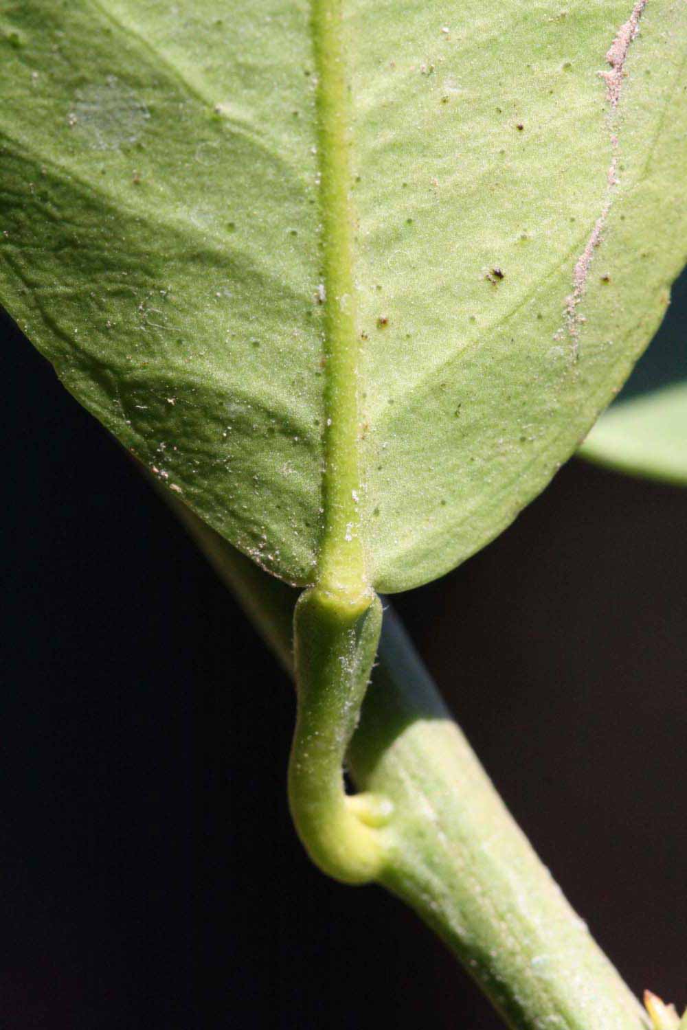              Petiole (Winter Haven, FL)       